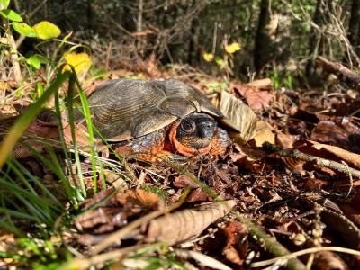 Wood Turtle Conservation in Vermont